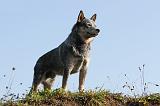 BOUVIER AUSTRALIEN 074
